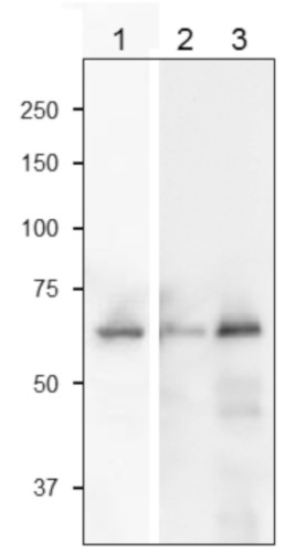 Western blot using anti-SiR antibodies