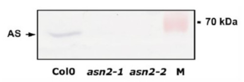 Western blot using anti-ASN antibodies on wilde type and mutants