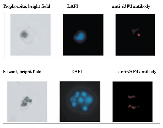 Immunofluorescence using anti-Plasmodium falciparum ferredoxin antibodies