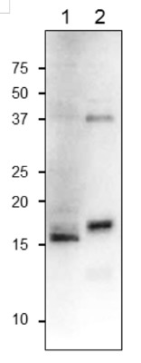 Western blot using anti-Ferredoxin-C1 antibodies