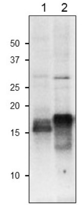 Western blot using anti-global plant ferredoxin antibodies