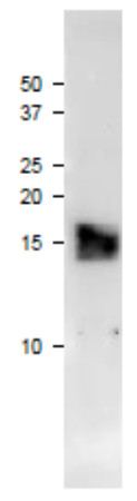 Western blot using anti plant ferredoxin 3 antibodies