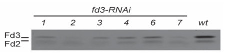 Western blot using anti-Ferredoxin 3 antibodies