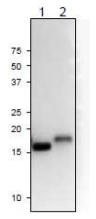 Western blot using anti-Fd2 (plant) antibodies