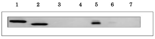 Western blot using anti-Fd1 (plant) antibodies