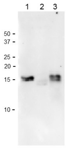 Western blot using anti-Fd1 antibodies