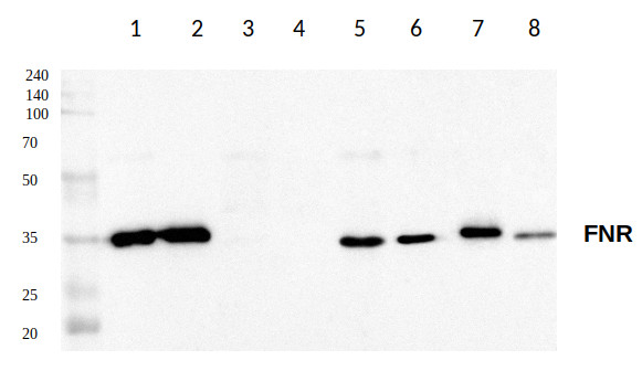 Western blot using anti-FNR antibodies