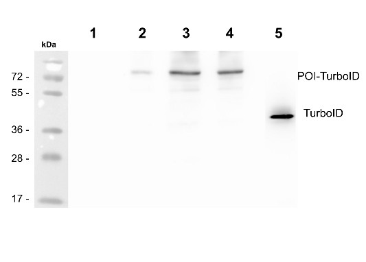 Western blot using anti-TurboID antibodies