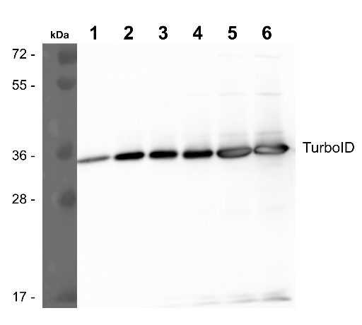 Western blot using anti-TurboID antibodies