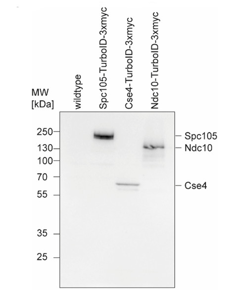 Western blot with BirA/TurboID antibodies