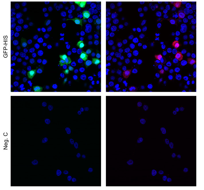 Immunofluorescent localization using anti-3xHis rabbit polyclonal antibodies