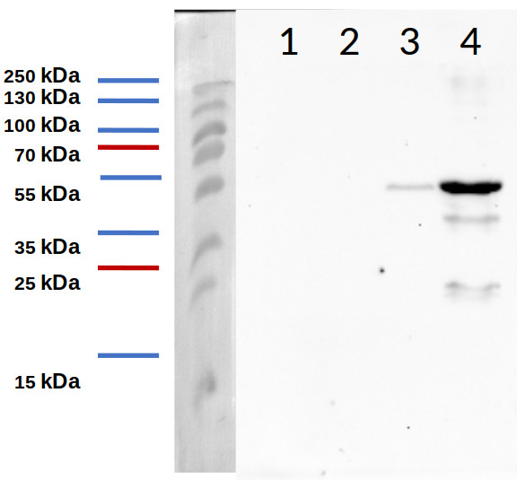 Western blot using polyclonal anti-3xHIS antibodies