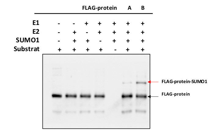 Western blot using anti-FLAG epitope tag polyclonal anmtibodies