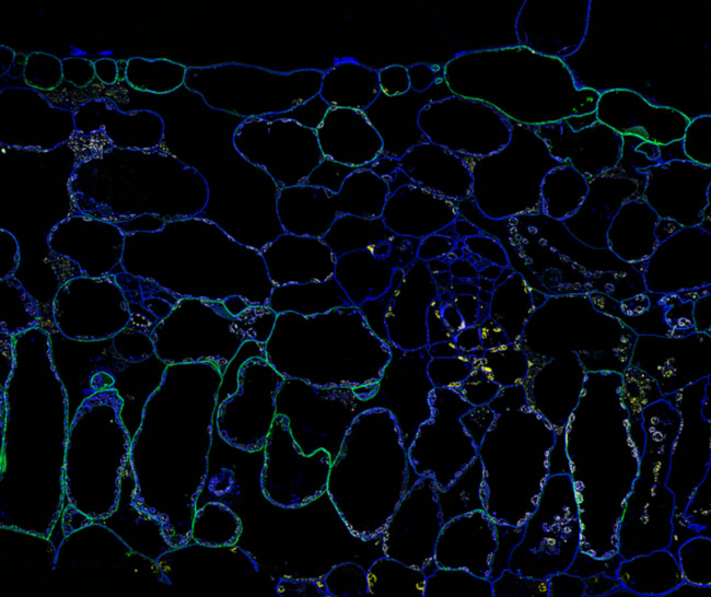 Immunofluorescence on plant tissue using anti-GFP polyclonal antibodies
