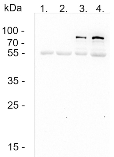 Western blot using anti-BC2-tag antibodies