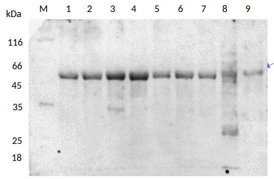 Western blot using anti-tubulin antibodies on metal stressed samples