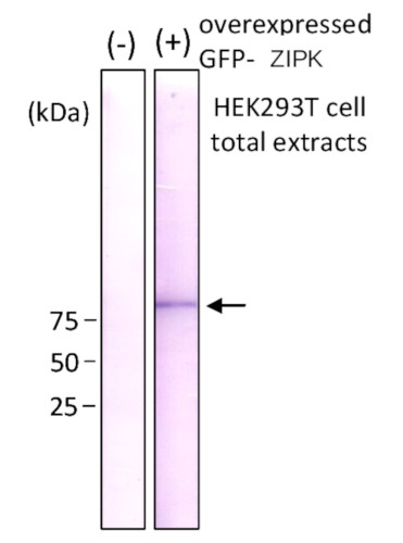 Western blot using anti-GFP rat monoclonal antibodies