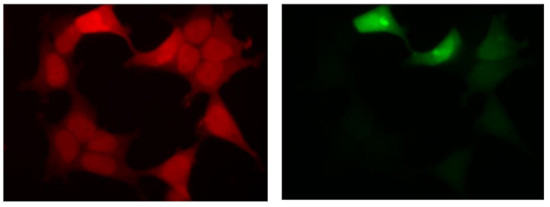 Immunofluorescent staining using anti-GFP rat monoclonal antibodies