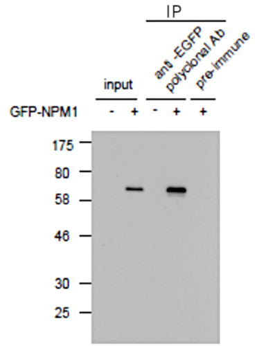 Immunoprecipitation using anti-GFP antibodies