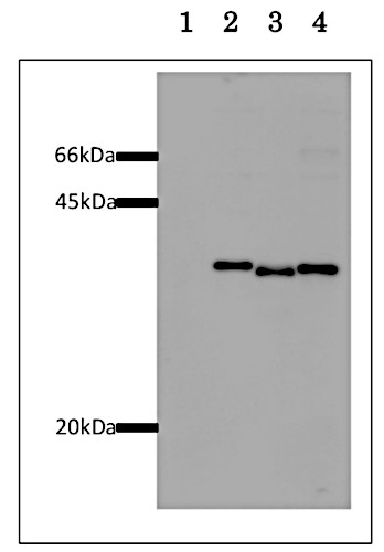 Western blot using anti-GST monoclonal antibodies