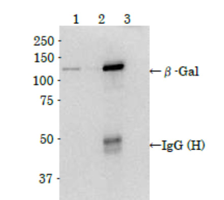 Immunoprecipitation using anti-GAL antibodies