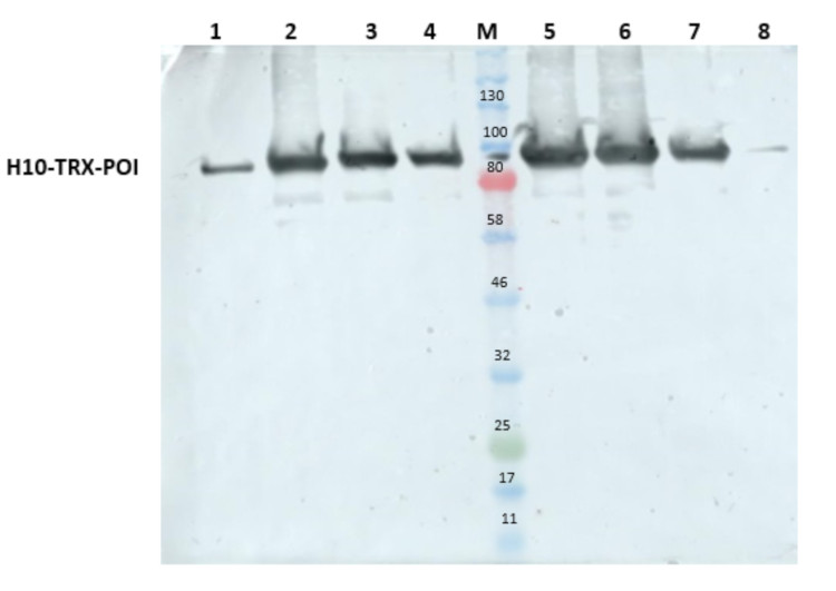 Western blot using anti-Trx tag antibodies