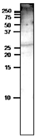 Western blot using anti-VSP antibodies