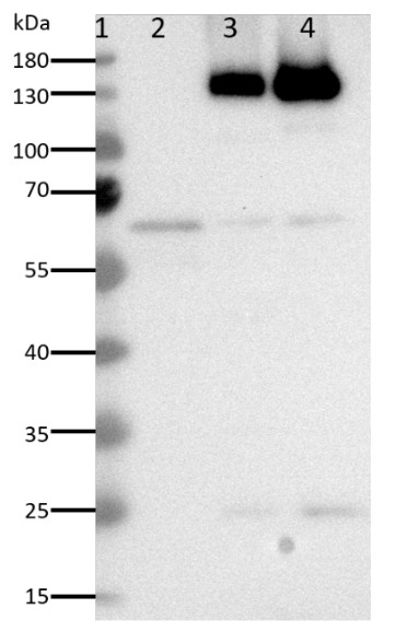 Western blot using mNeonGreen antibodies 