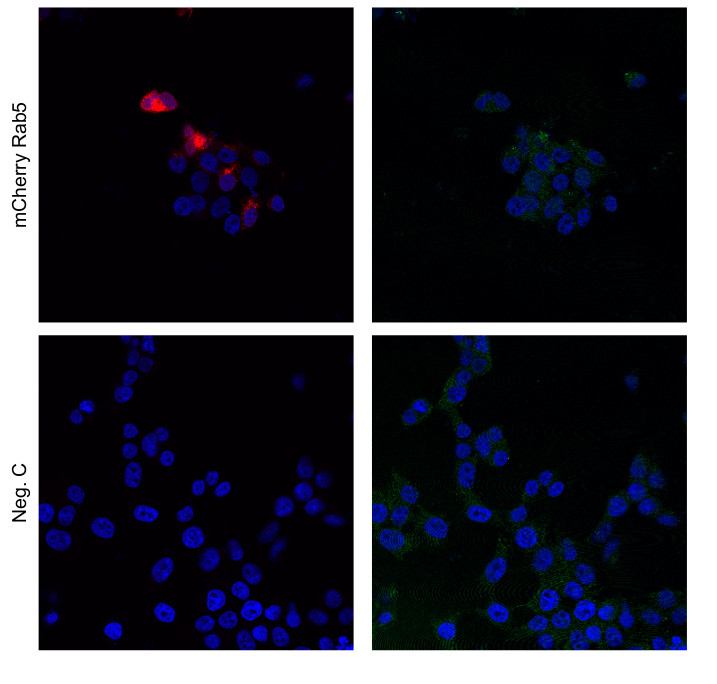 Immunofluorescent localization using anti-mNeonGreen antibodies̈́