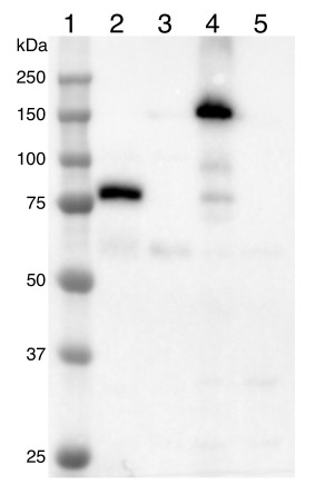 Western blot using anti-mNeonGreen antibodies with reactivity to plant and algal fusions