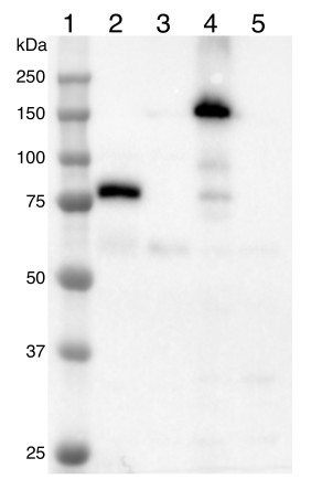 Western blot using mNeonGreen antibody