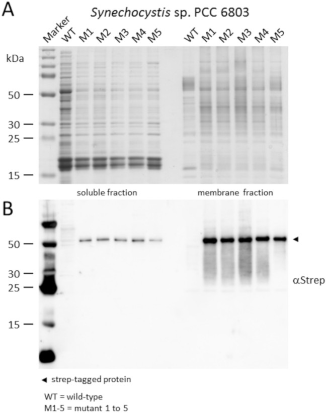 Western blot using anti-Strep tag antibodies (polyclonal)