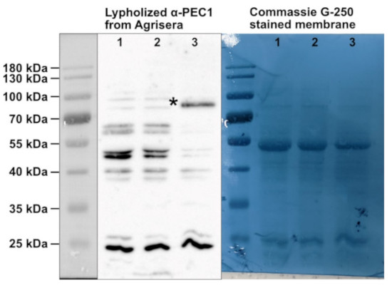 Western blot using anti-PEC1 antibodies