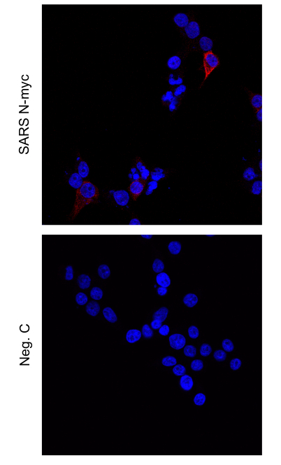 Immunolocalization using anti-Myc tag rabbit polyclonal antibodies