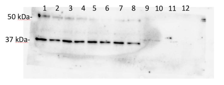 Western blot using anti-plant AOX2 antibodies