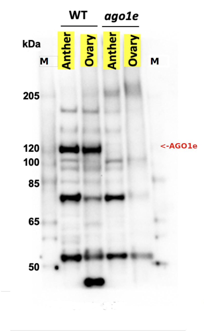 Western blot using anti-AGO1e (Zea mays) antibodies