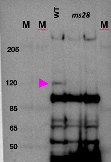 Western blot using anti-AGO5c (Zea mays) antibodies