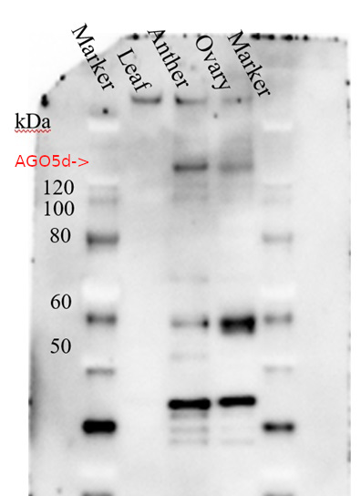 Western blot using anti-AGO5d (Zea mays) antibodies