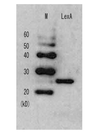 Western blot using anti-LexA (E.coli) antibodies