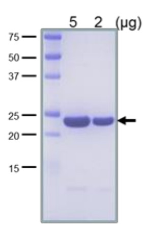 Purified LexA protein (positive control for Western blot)