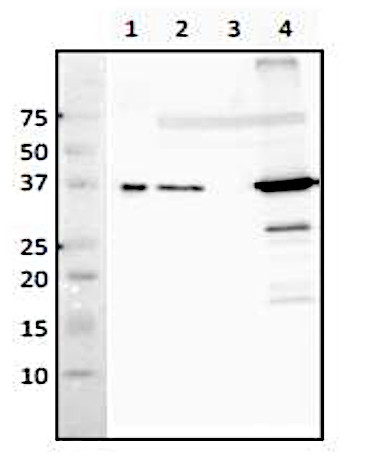 Western blot using RecA antibodies