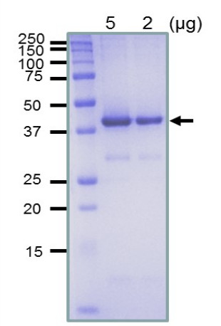 E.coli RecA protein, positive control for Western blot