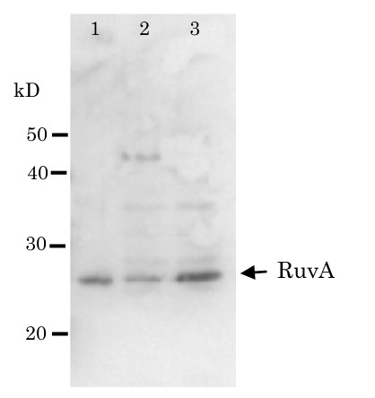 Western blot using anti-RuvA antibodies (E.coli)