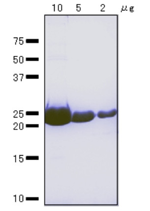 RuvA protein (E.coli), positive control