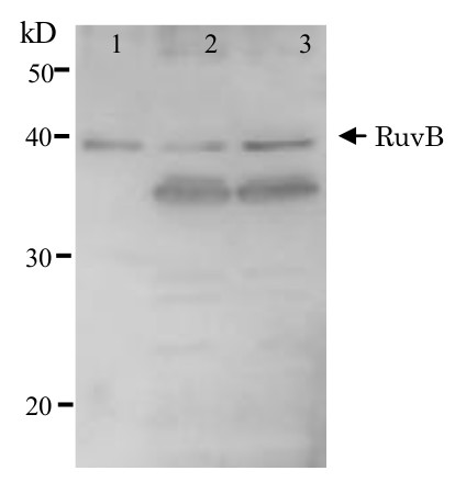 Western blot using anti-RuvB antibodies (E.coli)