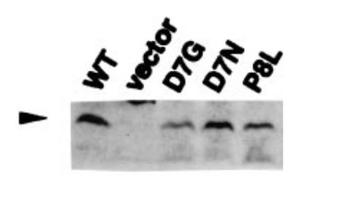 Western blot using anti-RuvC (E.coli) antibdies