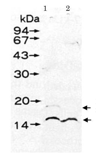 Western blot using anti-UmuD antibodies