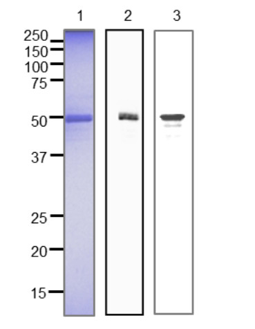 Western blott using anti-Rad51 (yeast) antibodies