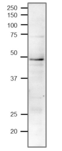 Western blot using anti-Rad51 (yeast) antibodies 