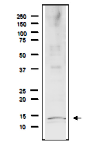 Western blot using anti-Rfa3 (yeast) antibodies